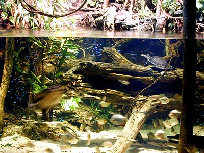 Unterwasser%20Gestaltung[1].jpg