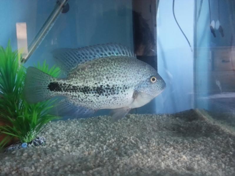 vieja zonatus.jpg