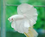 White-HM-2.jpg