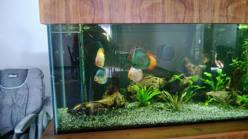 [FS]: Discus, Midstream | Tropical Aquariums SA