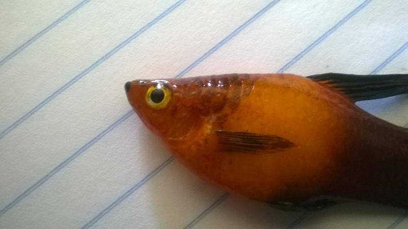 WP_20140809_006.jpg