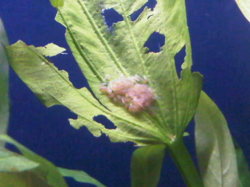 wrigglers.jpg