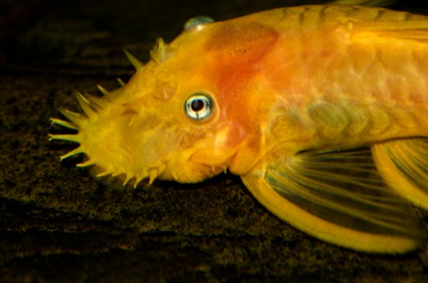 Yellow Ancistruss (600 x 397).jpg