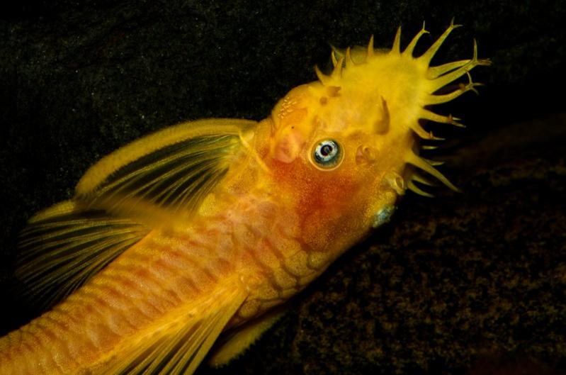 yellow ancistruss (800 x 530).jpg