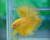 Yellow-HM-2-(1).jpg
