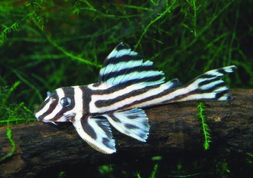 zebra_pleco.jpg