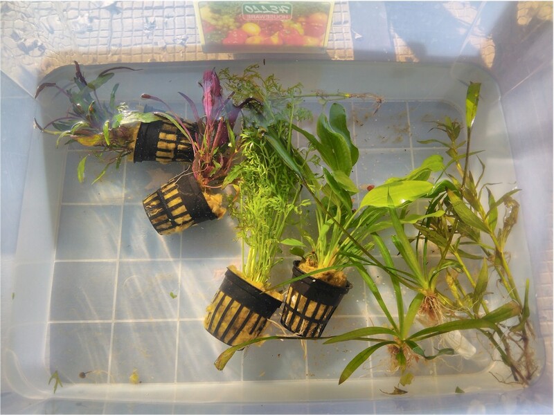 ZePlants.jpg