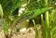 Kuhli Loach
