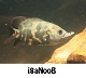 i8aNooB