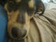 Moya
