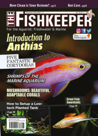 The Fishkeeper