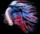 Fishtastic