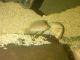 Anees