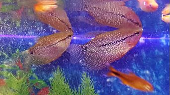 Nellafish