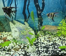 Aquatic Faction