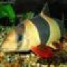 intaquatics