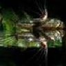 African Butteryfly