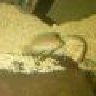 Anees