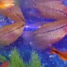 Nellafish