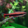 Fish08