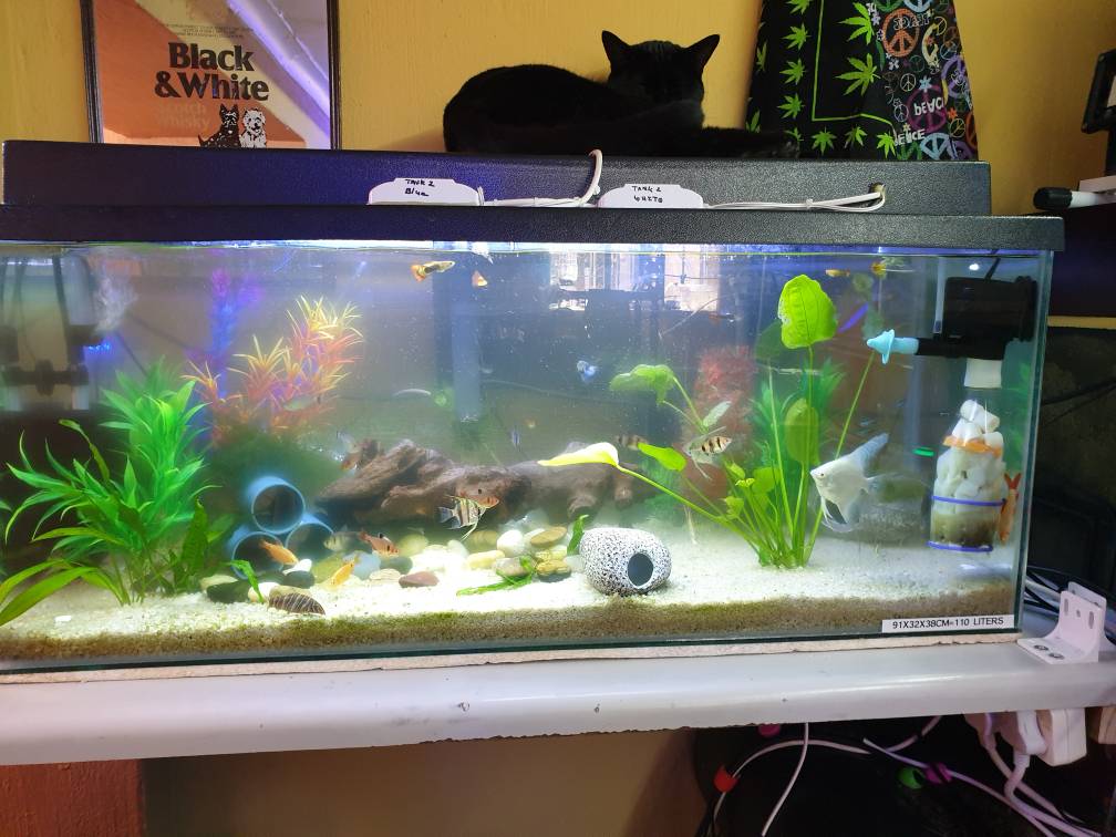 Green water Advice. Tropical Aquariums SA