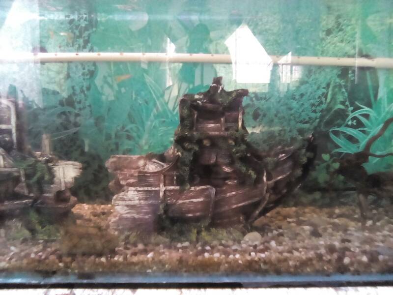 Diy spray bar | Tropical Aquariums SA