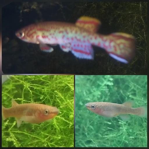 For Sale Steel blue killifish Trio Tropical Aquariums SA
